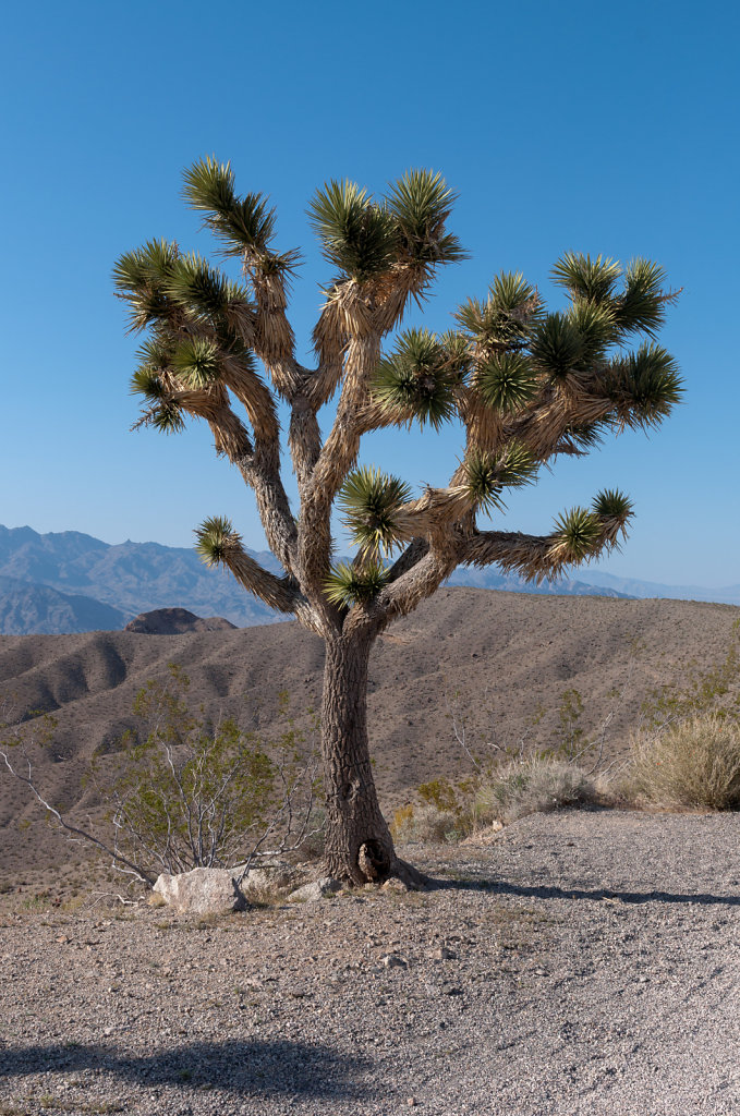 Joshua Tree