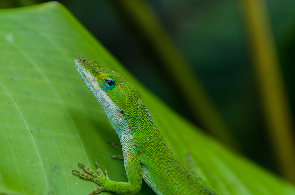 Gecko auf Hawaii