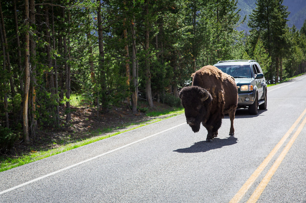 Bisons in Yellowstone National Park