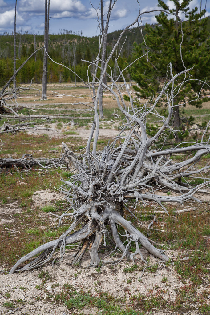 Yellowstone National Park