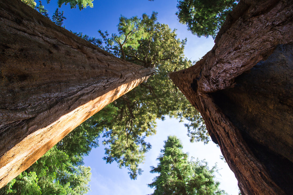 Sequoia Nationalpark