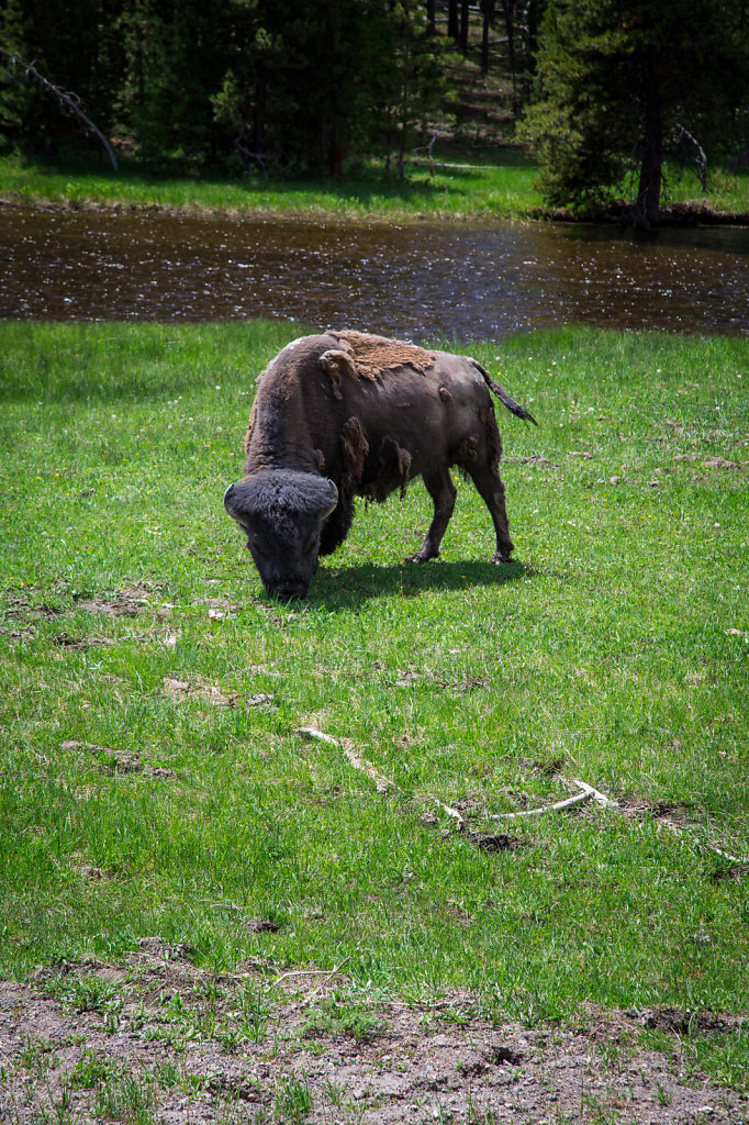 Bisons in Yellowstone National Park