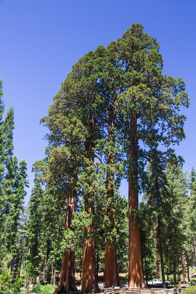 Sequoia Nationalpark